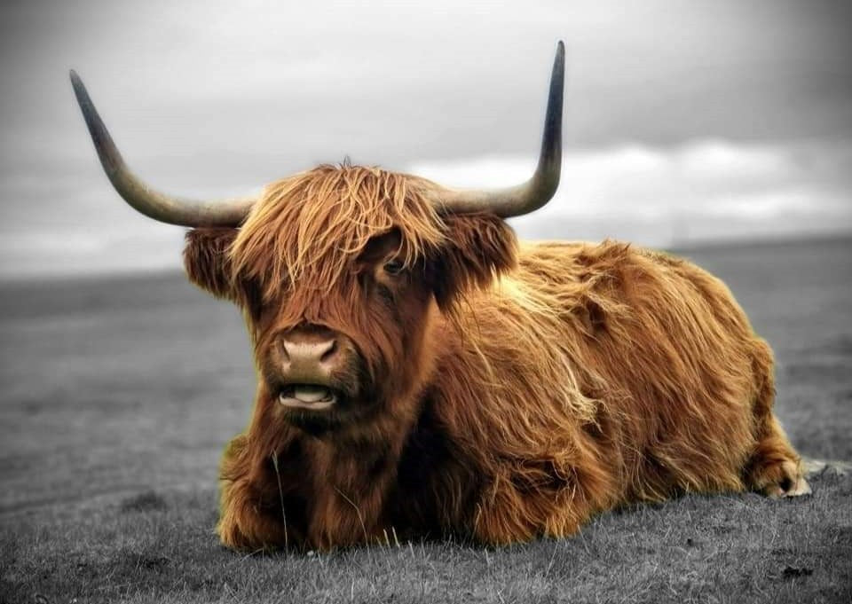 Swimming Swan / Highland Coo - Pack A