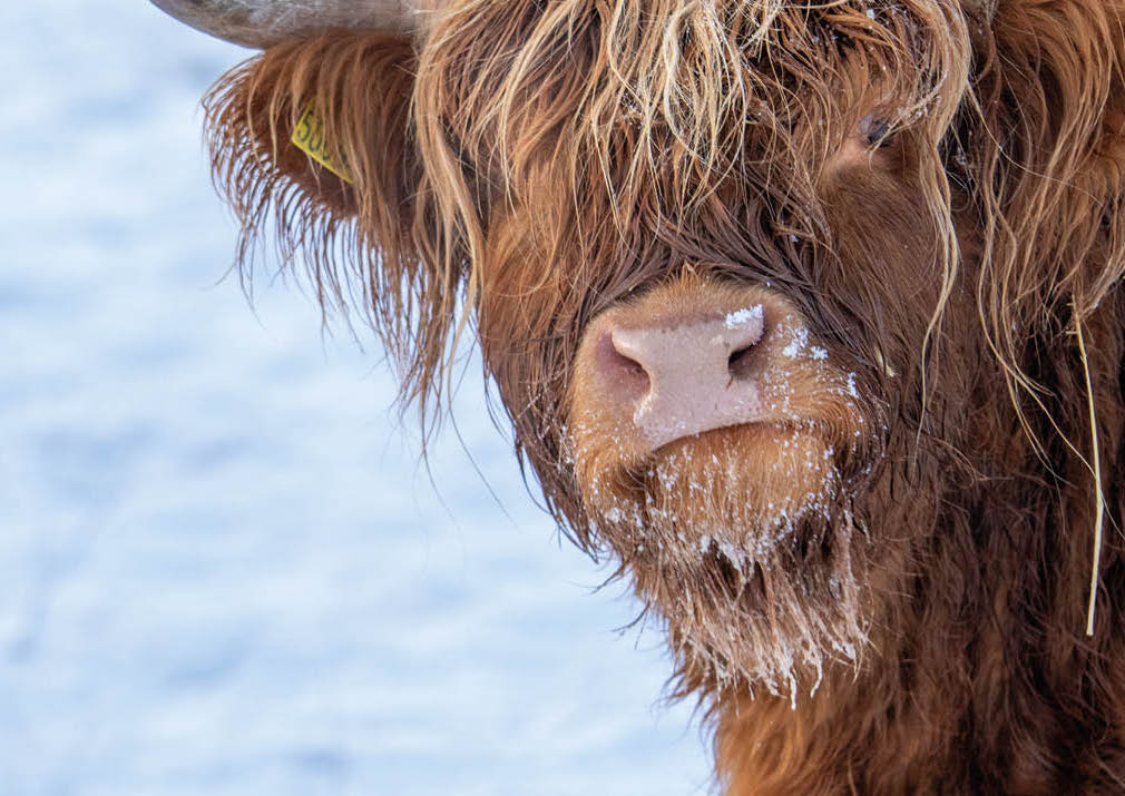 Curious Coo