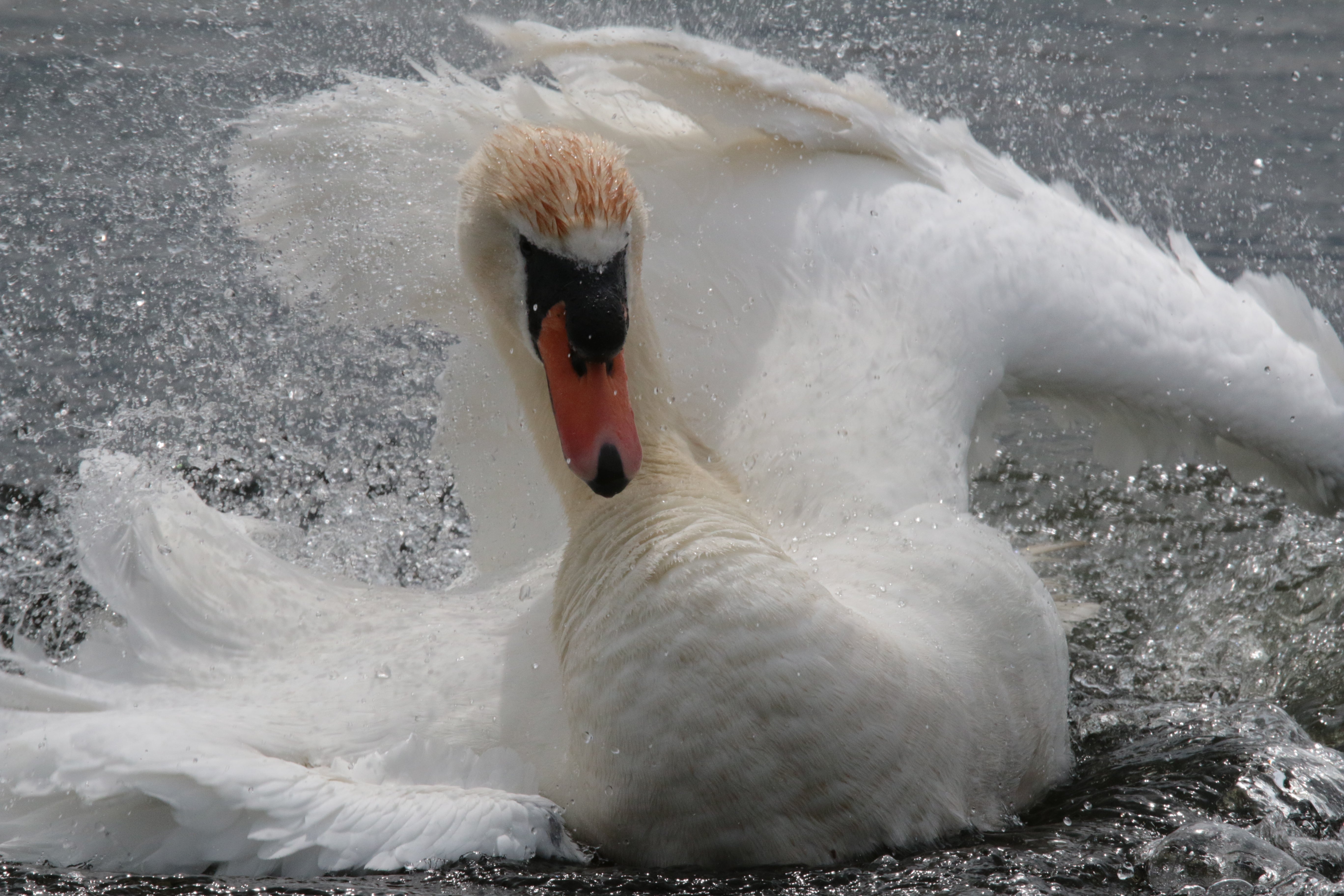 Swimming Swan / Highland Coo - Pack A