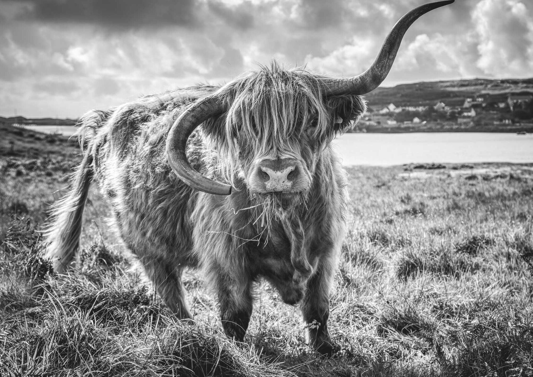 Twistie Coo (Notelet Card)