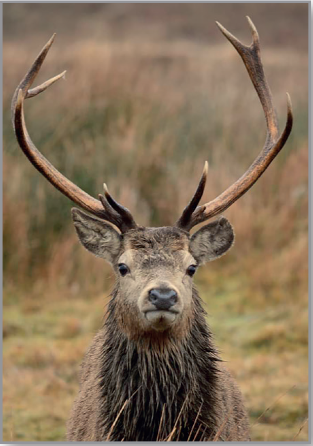 Highland Stag