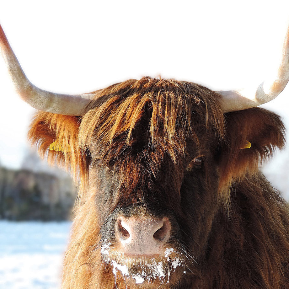Hairy Coo