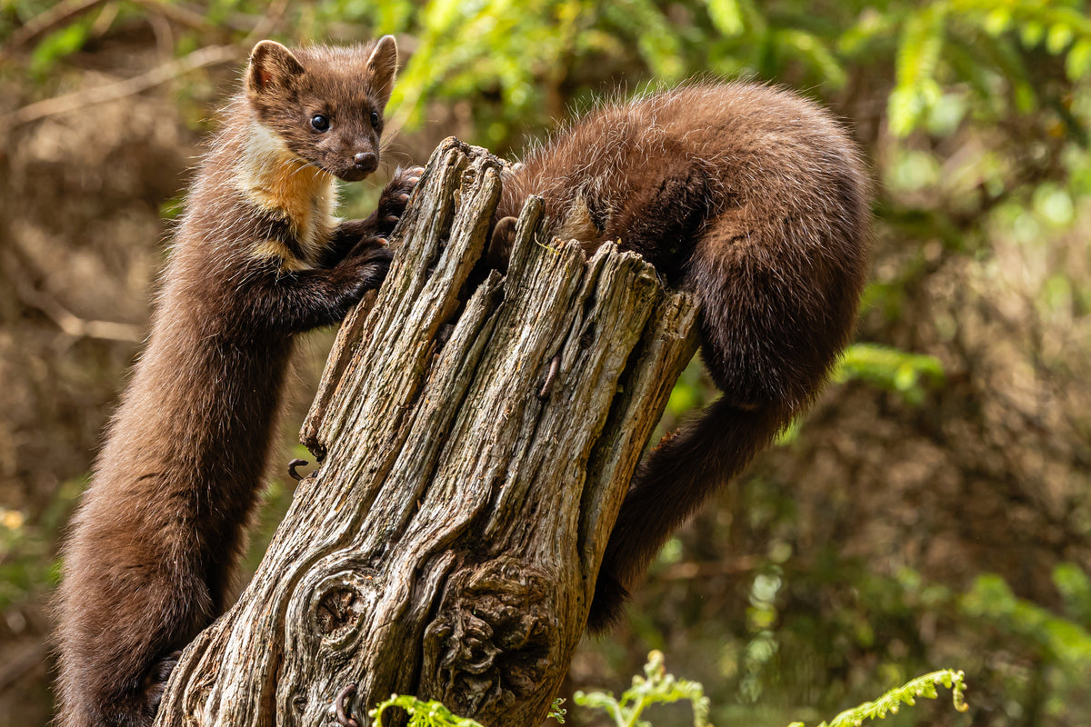 Curious Friends / Pine Marten Chums - Pack B