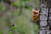 Curious Friends / Pine Marten Chums - Pack B