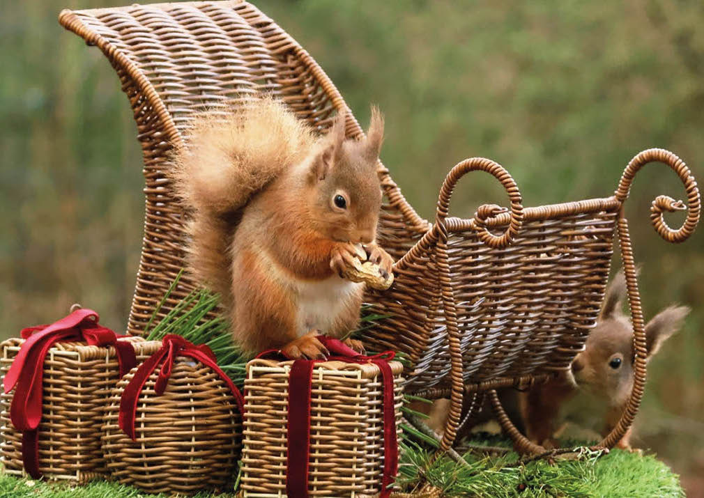 Squirrels' Gifts