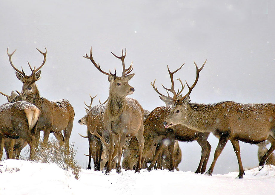 Stag Party