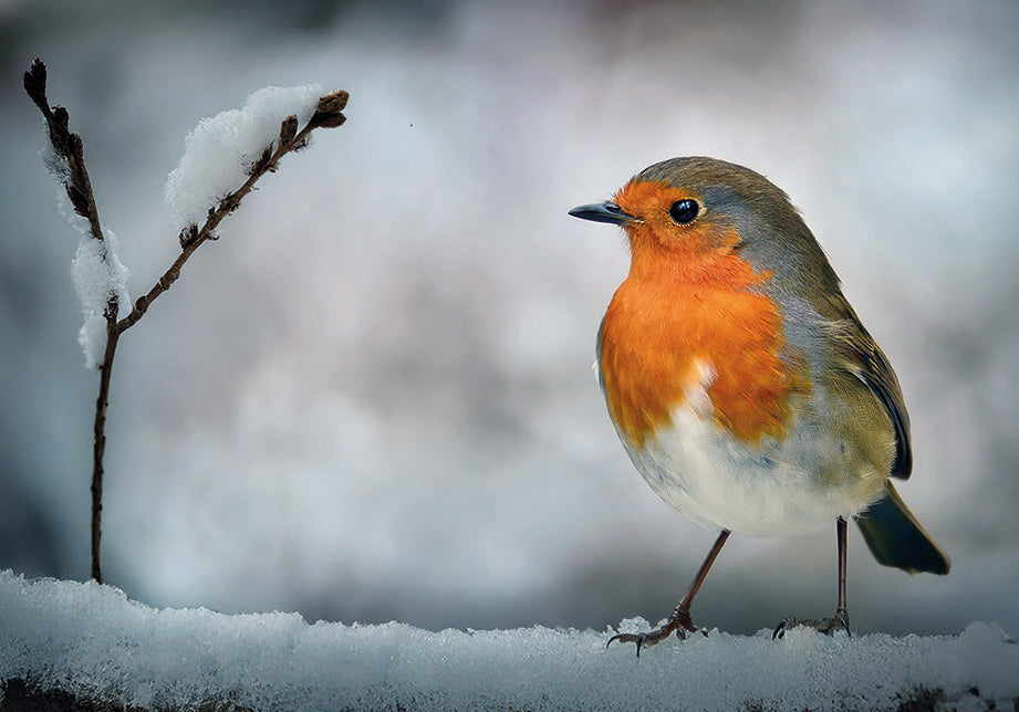 Frosty Robin